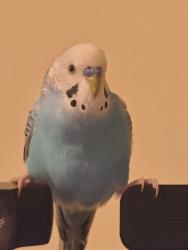 Lost Male Bird last seen near San Mateo High School, San Mateo, CA 94401