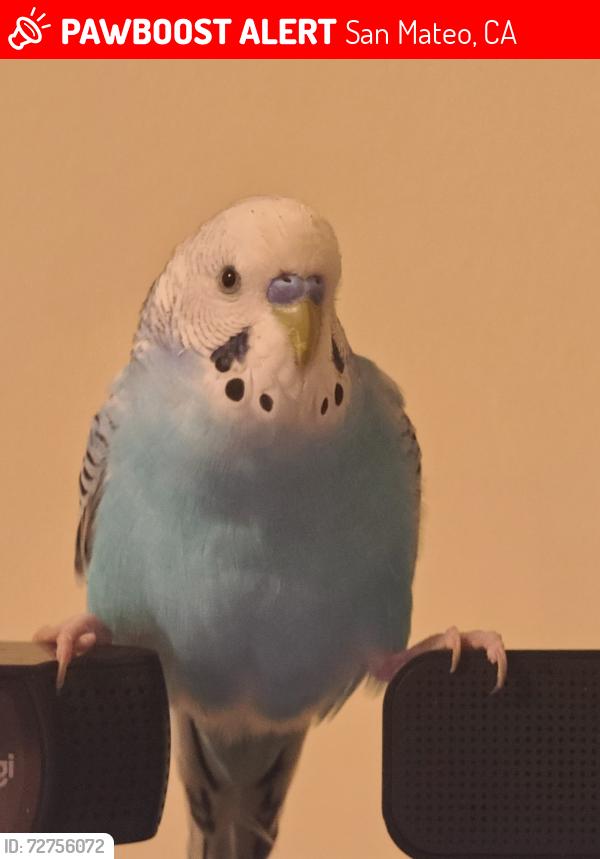 Lost Male Bird last seen near San Mateo High School, San Mateo, CA 94401