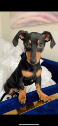 Lost Female Dog last seen Mission tx, Mission, TX 78572