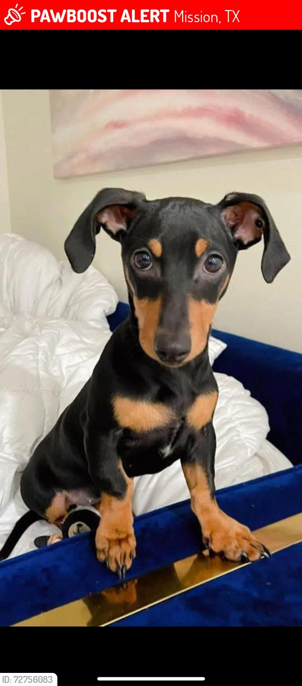 Lost Female Dog last seen Mission tx, Mission, TX 78572