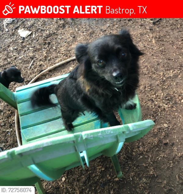 Lost Male Dog last seen SH 71 W and Edward Burlson Lane, Bastrop, TX 78602
