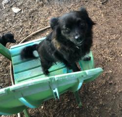 Lost Male Dog last seen SH 71 W and Edward Burlson Lane, Bastrop, TX 78602