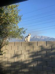 Lost Male Cat last seen Near Valleyvale Dr , Fontana, CA 92337