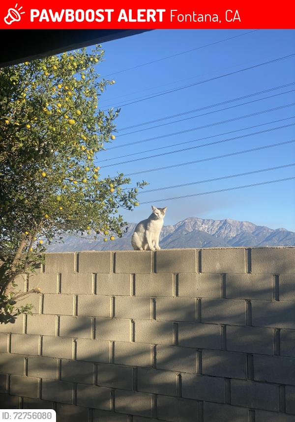 Lost Male Cat last seen Near Valleyvale Dr , Fontana, CA 92337