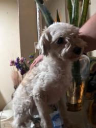 Found/Stray Male Dog last seen Lowe’s in Pacoima , Los Angeles, CA 91331