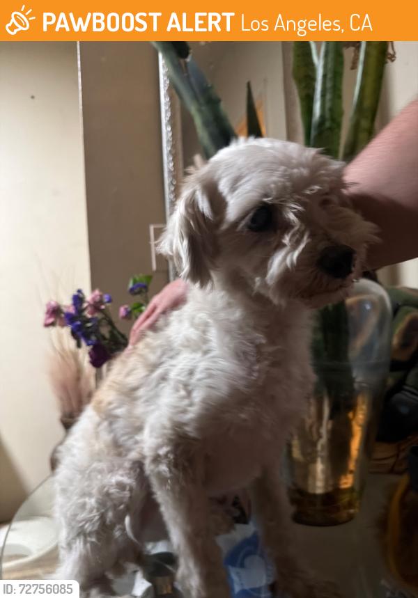 Found/Stray Male Dog last seen Lowe’s in Pacoima , Los Angeles, CA 91331