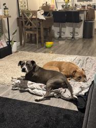 Found/Stray Unknown Dog last seen Found by the Crazy Noodle, Memphis, TN 38104