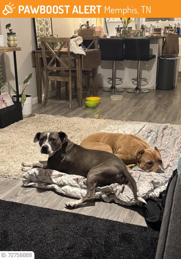 Found/Stray Unknown Dog last seen Found by the Crazy Noodle, Memphis, TN 38104