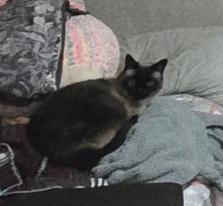Lost Female Cat last seen SR 193 and Church Street, Layton, UT 84040