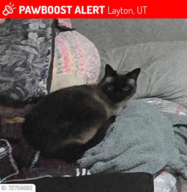 Lost Female Cat last seen SR 193 and Church Street, Layton, UT 84040