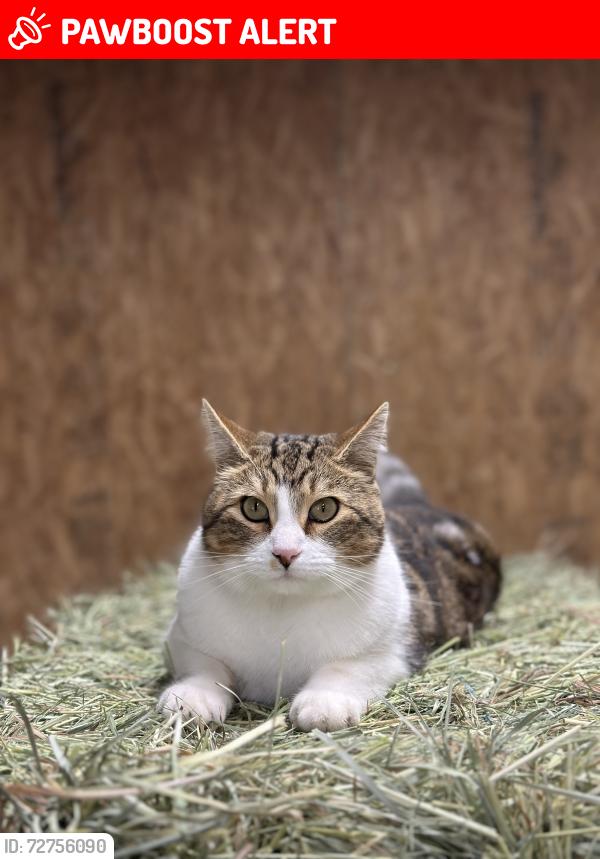 Lost Male Cat last seen El matador Dr Gilroy ca, Santa Clara County, CA 95020