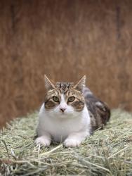 Lost Male Cat last seen El matador Dr Gilroy ca, Santa Clara County, CA 95020