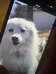 Lost Male Dog last seen Taylor at, Winnipeg, MB R3N 1H9