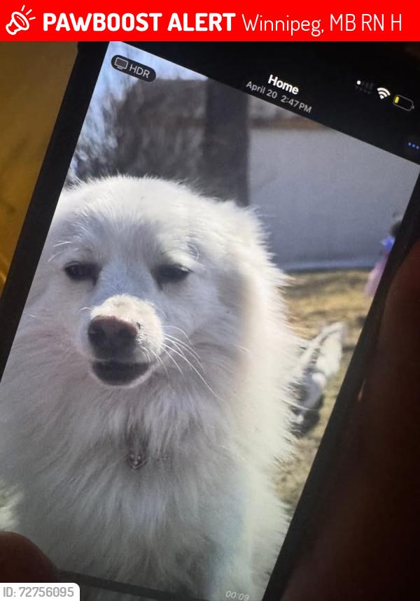 Lost Male Dog last seen Taylor at, Winnipeg, MB R3N 1H9