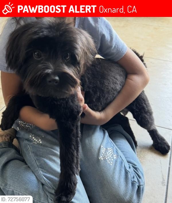 Lost Female Dog last seen Pleasant Valley and Bard, Oxnard, CA 93030