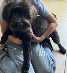 Lost Female Dog last seen Pleasant Valley and Bard, Oxnard, CA 93030