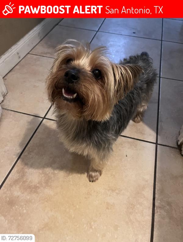 Lost Female Dog last seen Last seen on Village glen, San Antonio, TX 78218