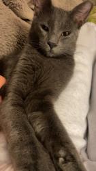 Lost Male Cat last seen Norma’s Bakery, Kenner, LA 70065