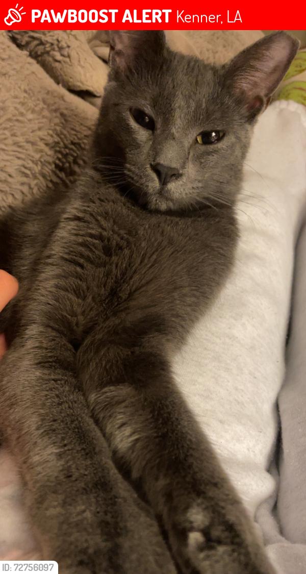 Lost Male Cat last seen Norma’s Bakery, Kenner, LA 70065