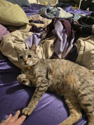 Lost Female Cat last seen SR 193 and Church Street, Layton, UT 84040