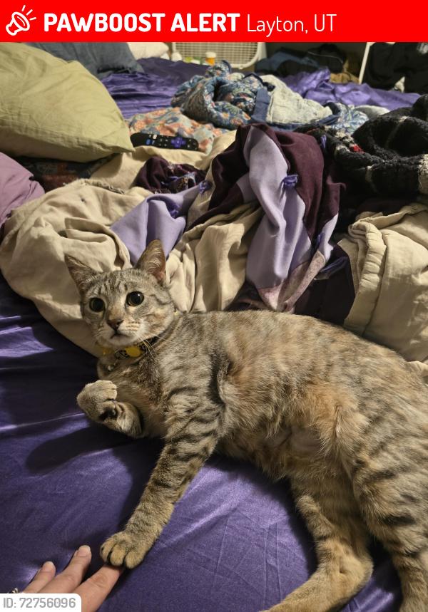 Lost Female Cat last seen SR 193 and Church Street, Layton, UT 84040