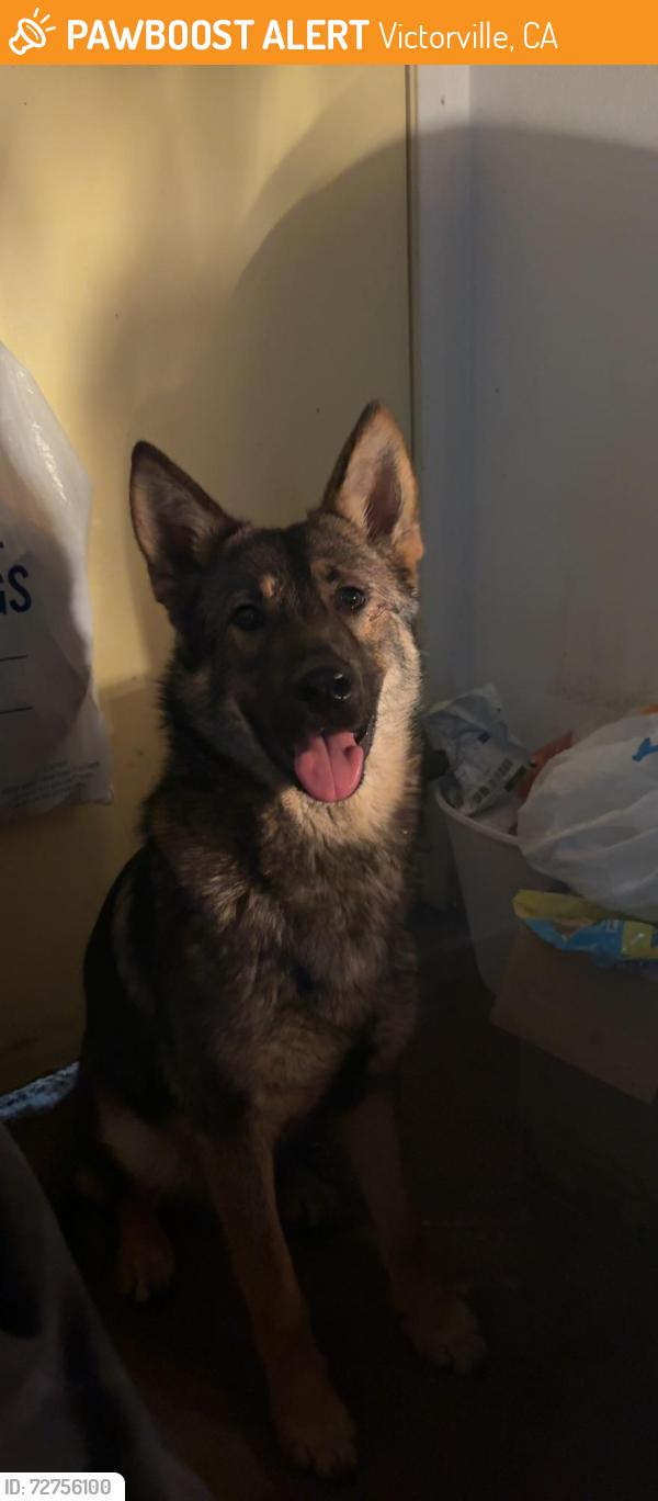 Found/Stray Male Dog last seen Armagosa, Victorville, CA 92392