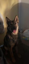 Found/Stray Male Dog last seen Armagosa, Victorville, CA 92392