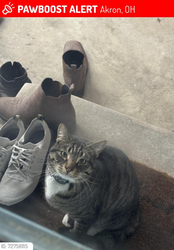 Lost Male Cat last seen Cuyahoga Falls, Akron, OH 44313