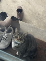 Lost Male Cat last seen Cuyahoga Falls, Akron, OH 44313