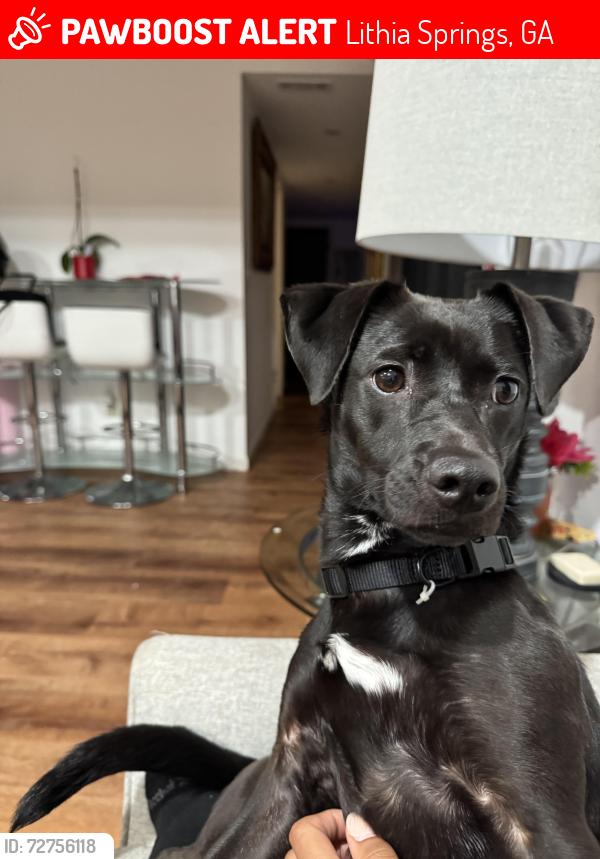Lost Female Dog last seen Lithia way , Lithia Springs, GA 30122