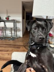 Lost Female Dog last seen Lithia way , Lithia Springs, GA 30122