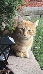 Lost Unknown Cat last seen Linden Drive , Oak Forest, IL 60452