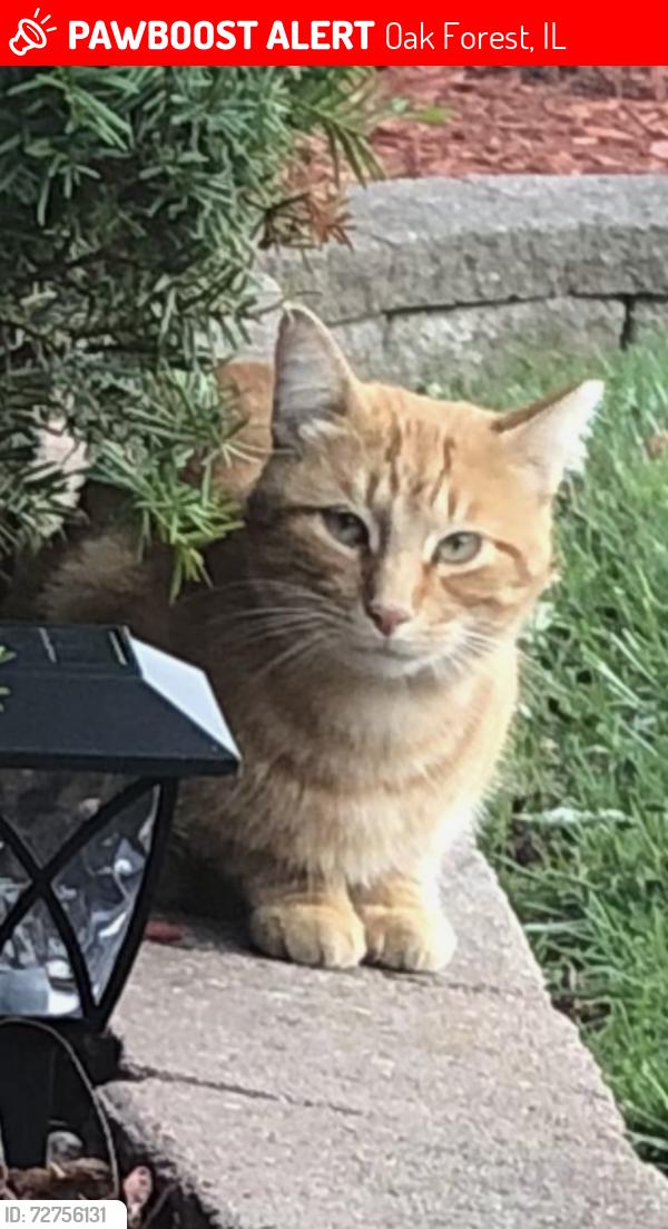 Lost Unknown Cat last seen Linden Drive , Oak Forest, IL 60452