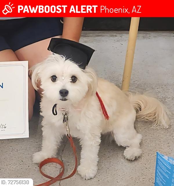 Lost Female Dog last seen 32nd St and McDowell , Phoenix, AZ 85008