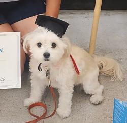 Lost Female Dog last seen 32nd St and McDowell , Phoenix, AZ 85008