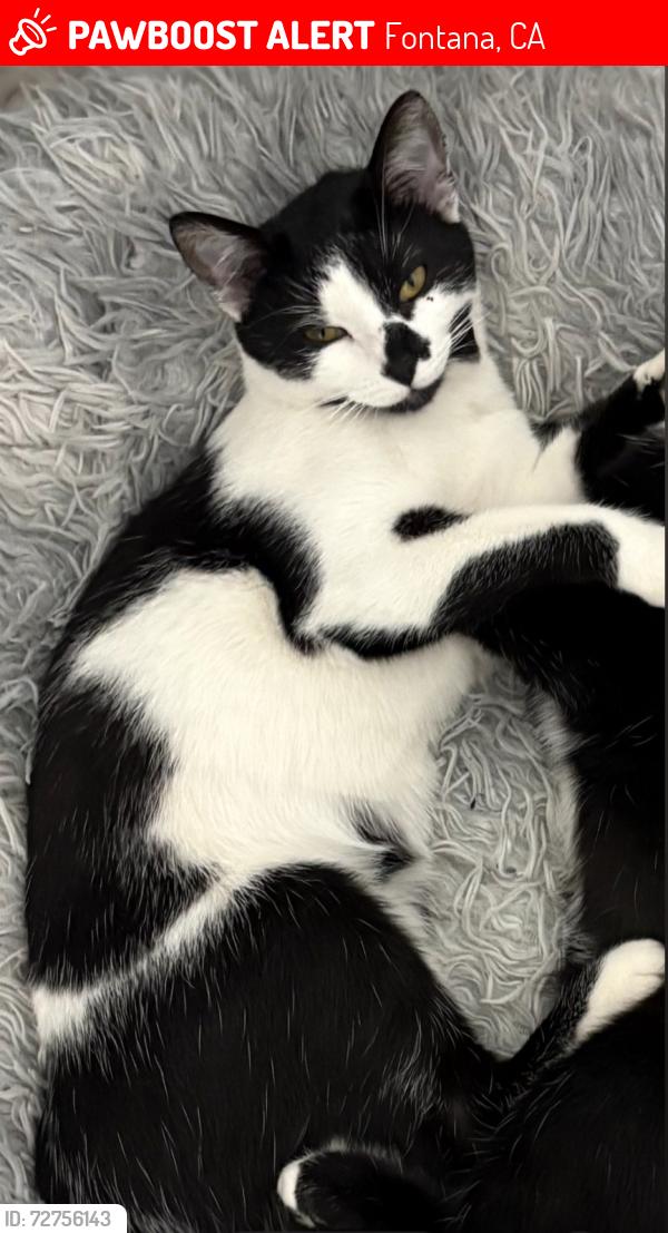 Lost Female Cat last seen South park Fontana , Fontana, CA 92337
