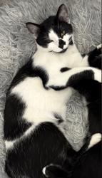 Lost Female Cat last seen South park Fontana , Fontana, CA 92337