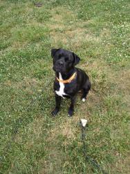 Lost Male Dog last seen Bus station concord , Manchester, NH 03104
