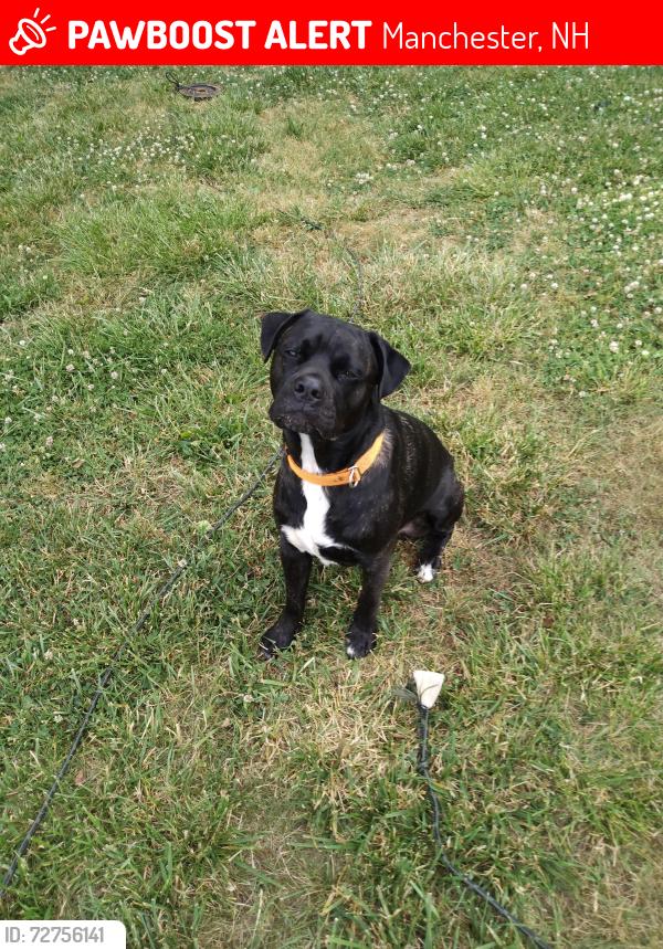 Lost Male Dog last seen Bus station concord , Manchester, NH 03104