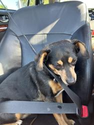 Lost Female Dog last seen Winding and Fair Oaks, Fair Oaks, CA 95628