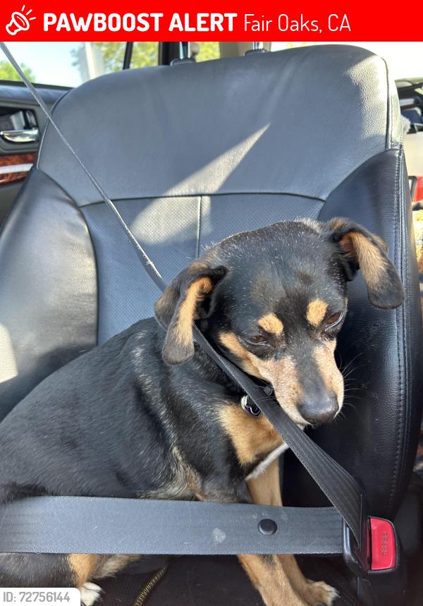 Lost Female Dog last seen Winding and Fair Oaks, Fair Oaks, CA 95628