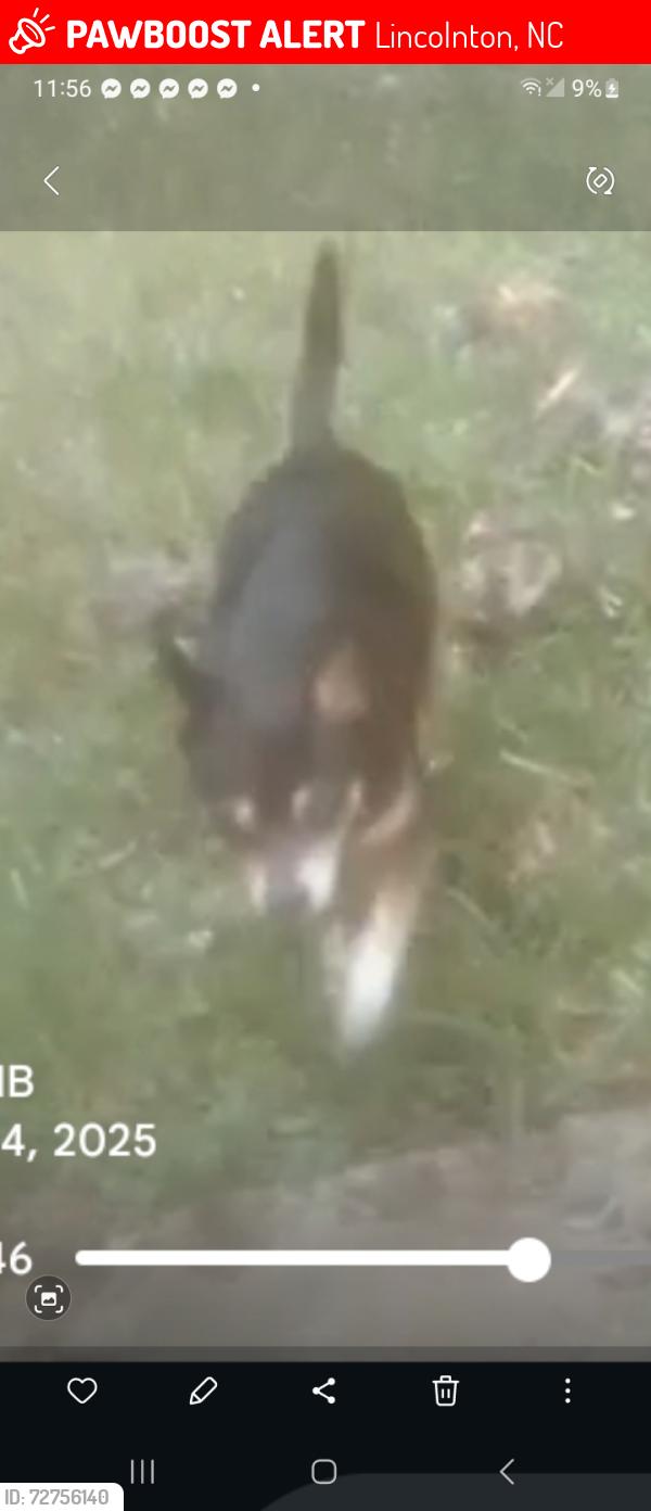 Lost Male Dog last seen Near south J Crawford Road 28092 Lincolnton North Carolina, Lincolnton, NC 28092