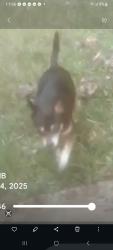 Lost Male Dog last seen Dallas Cherryville hwy , Lincolnton, NC 28092