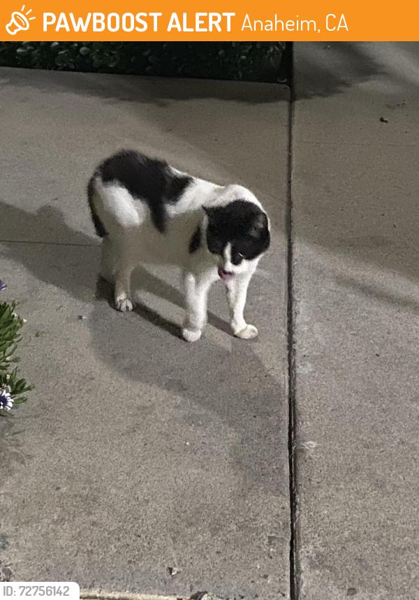 Found/Stray Unknown Cat last seen Gilbert St & Crescent , Anaheim, CA 92841