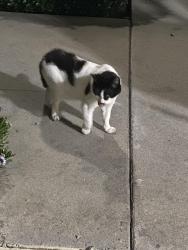 Found/Stray Unknown Cat last seen Gilbert St & Crescent , Anaheim, CA 92841