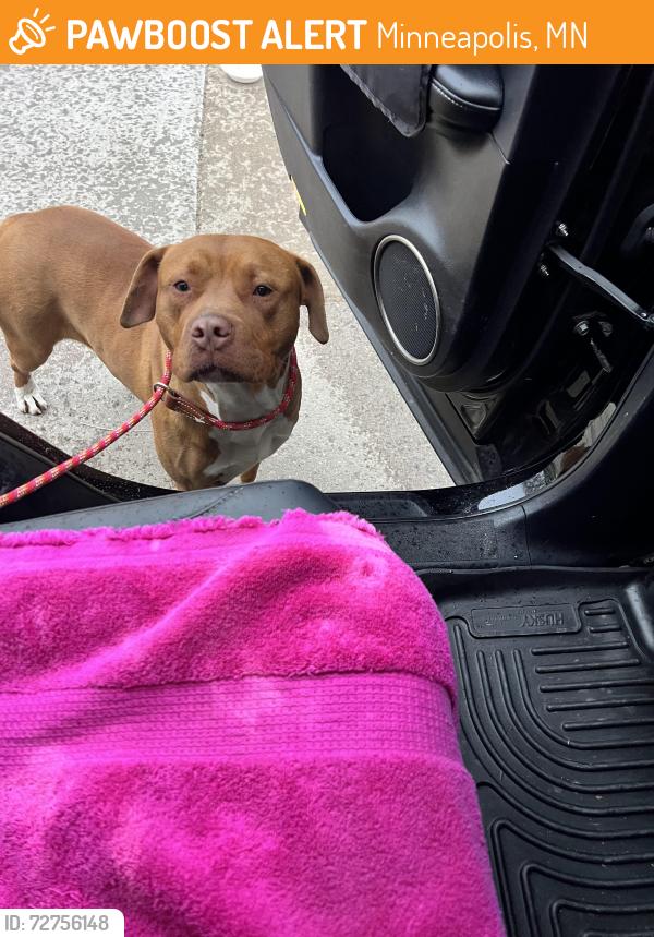 Found/Stray Male Dog last seen Golden valley road and penn Ave N , Minneapolis, MN 55411
