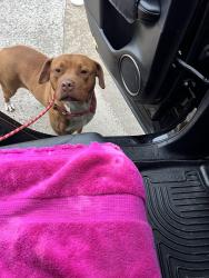 Found/Stray Male Dog last seen Golden valley road and penn Ave N , Minneapolis, MN 55411