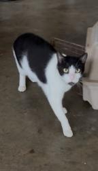 Found/Stray Male Cat last seen Kaimuki, Honolulu, HI 96816
