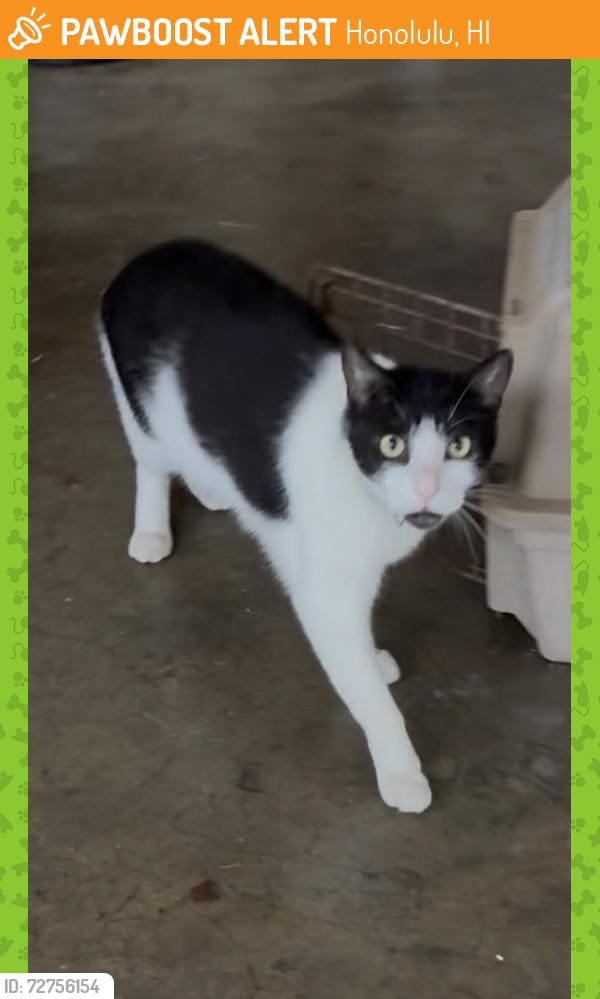 Found/Stray Male Cat last seen Kaimuki, Honolulu, HI 96816