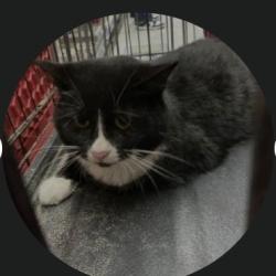Lost Female Cat last seen Whispering Hills , Hendersonville, NC 28792